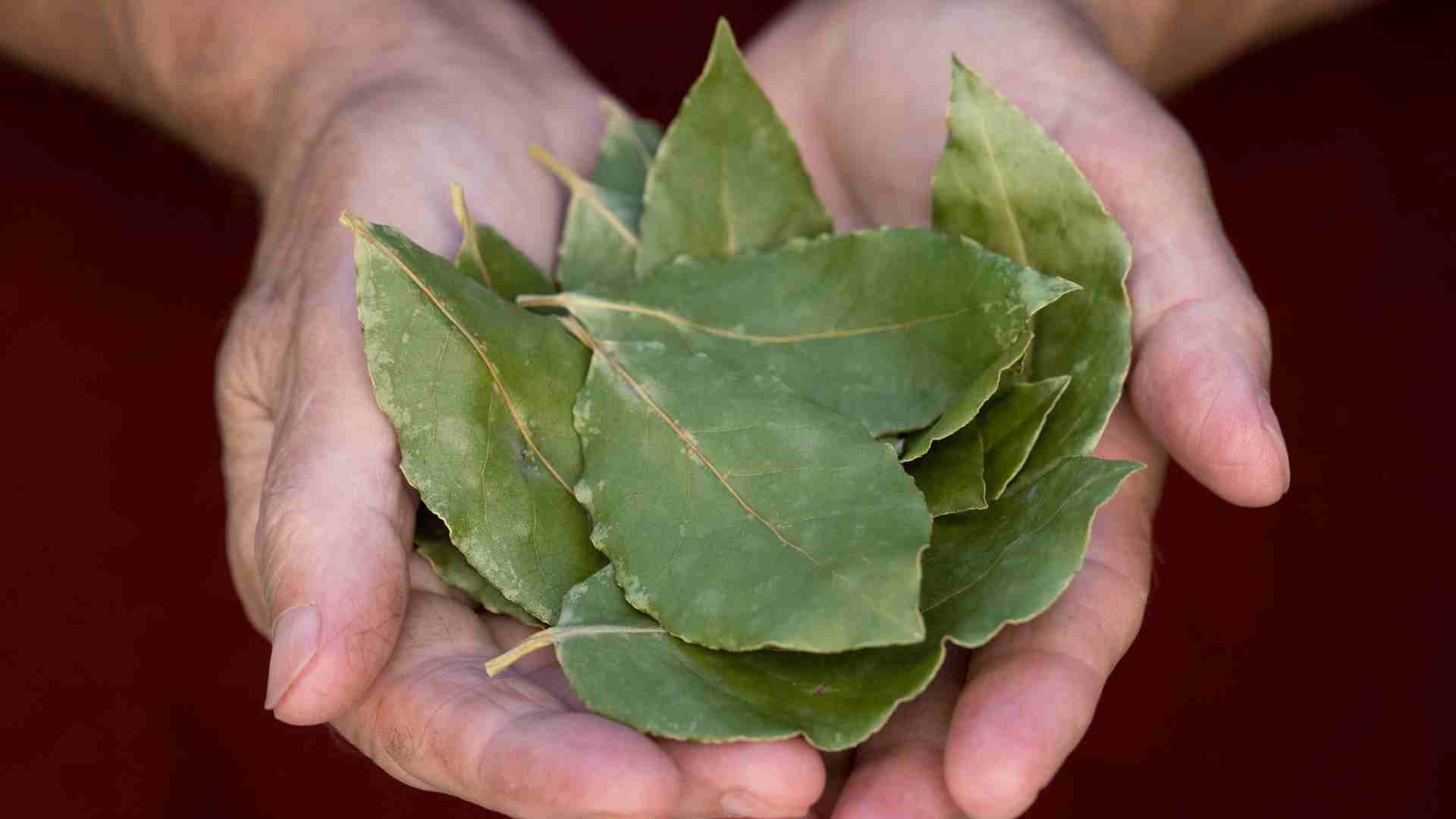 Giá trị dinh dưỡng của lá nguyệt quế