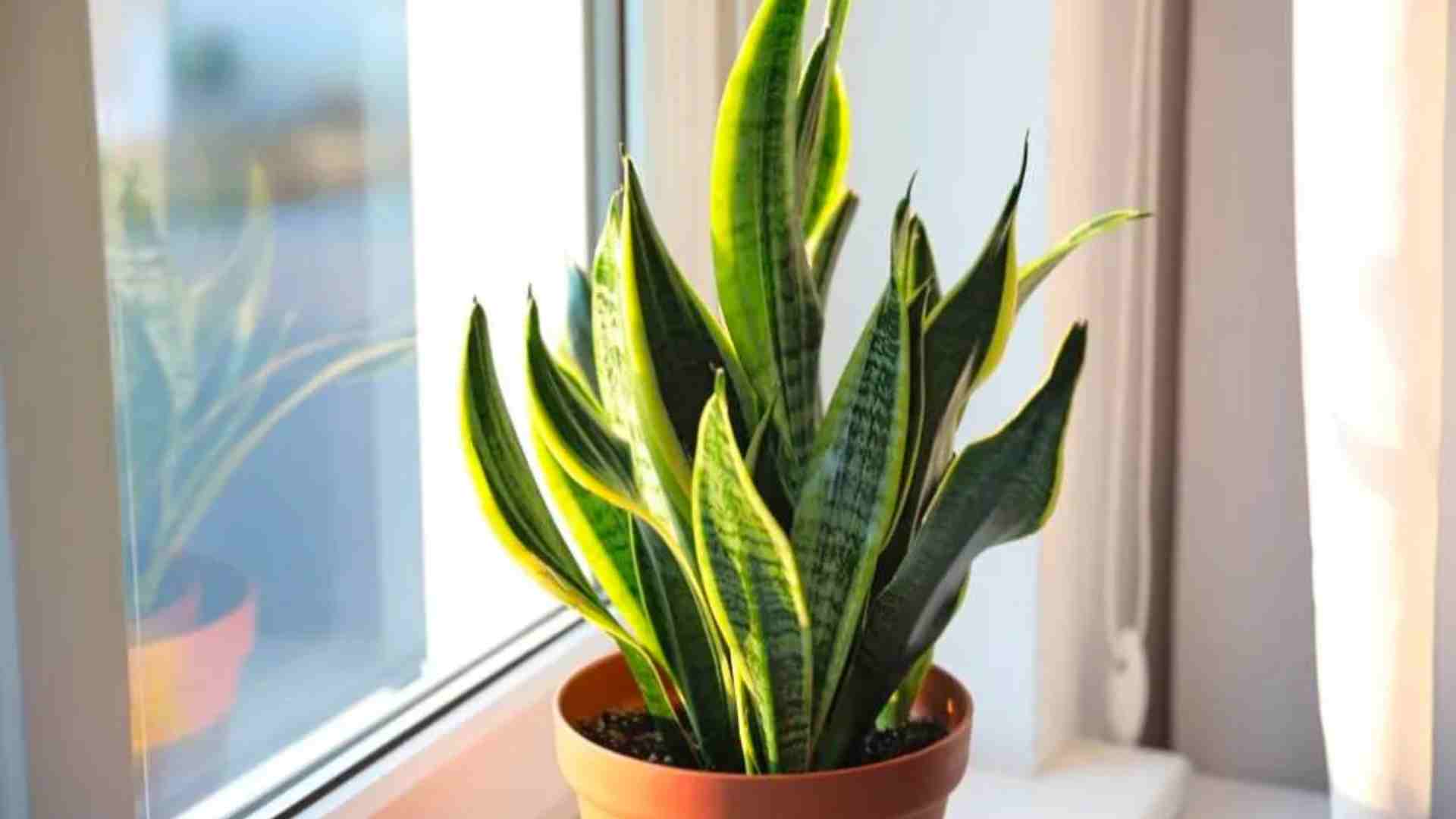 Cây lưỡi hổ có tác dụng gì?