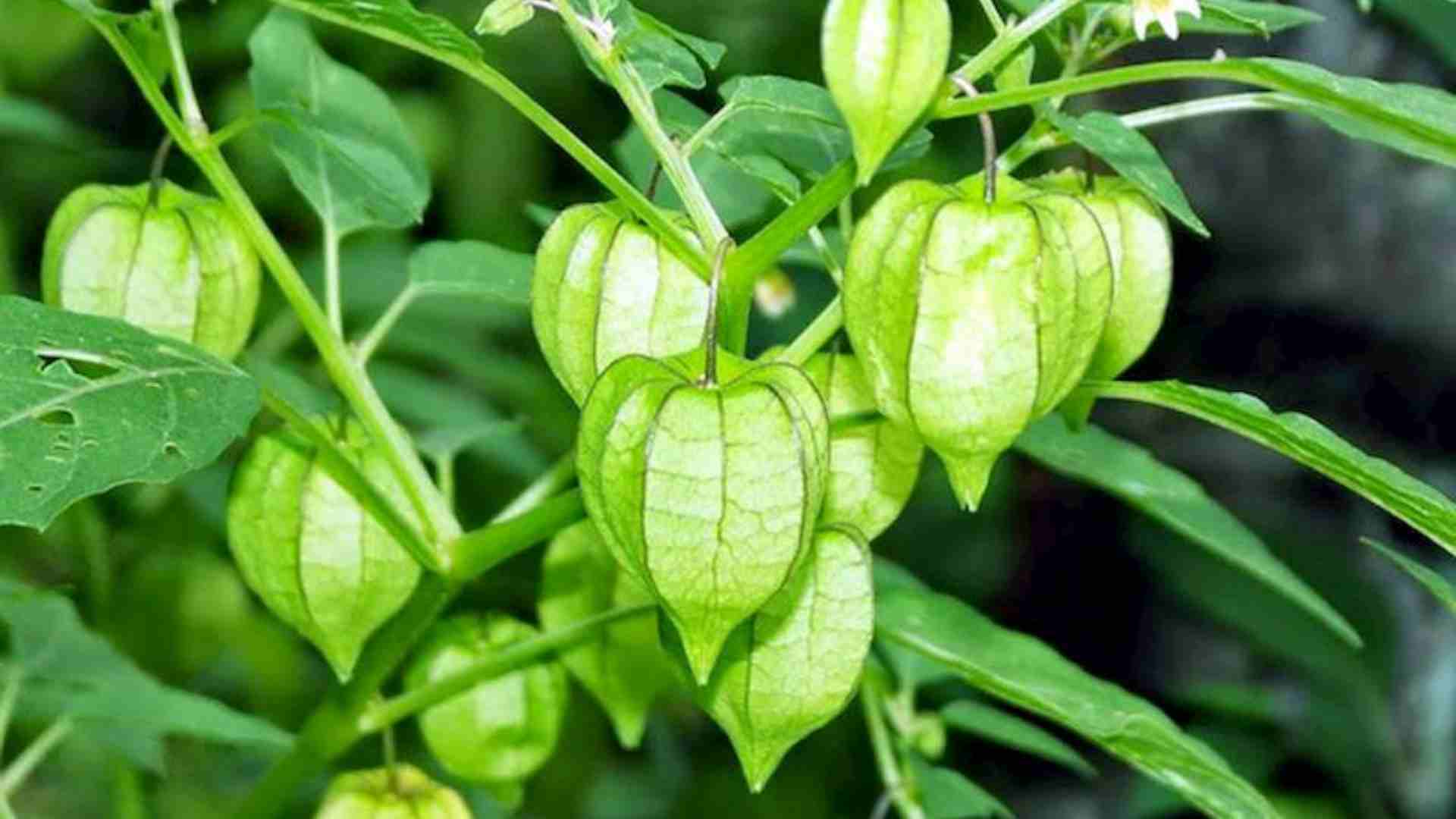 Cây thù lù chữa bệnh gì?