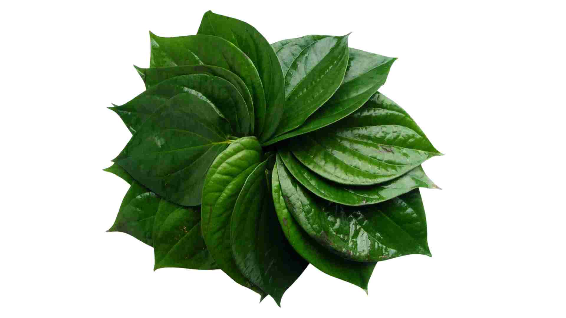 Uống nước lá trầu không có tác dụng gì?