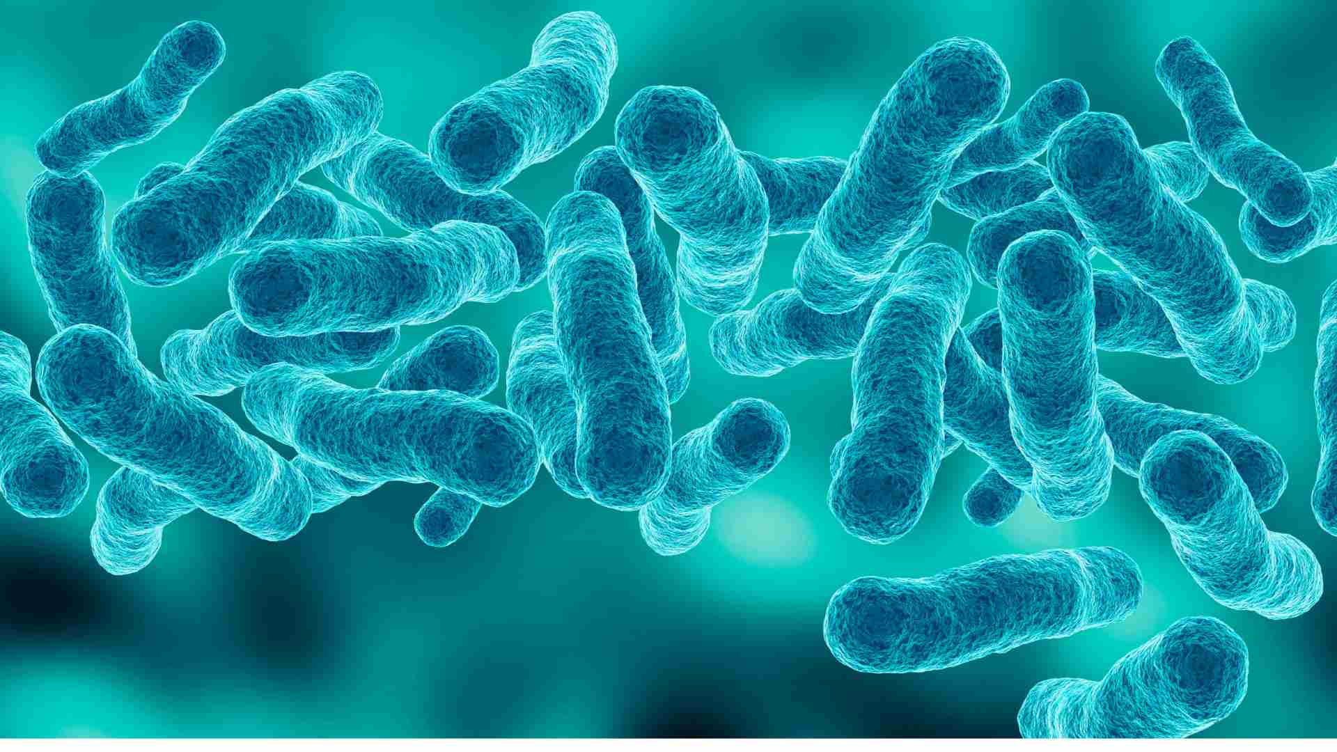 Bacillus subtilis là gì?