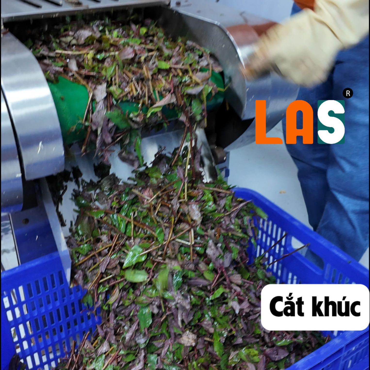 Cắt khúc nhỏ cây dòi tím tươi
