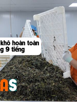 Cây dòi thân tím sau khi được sấy khô 9 tiếng
