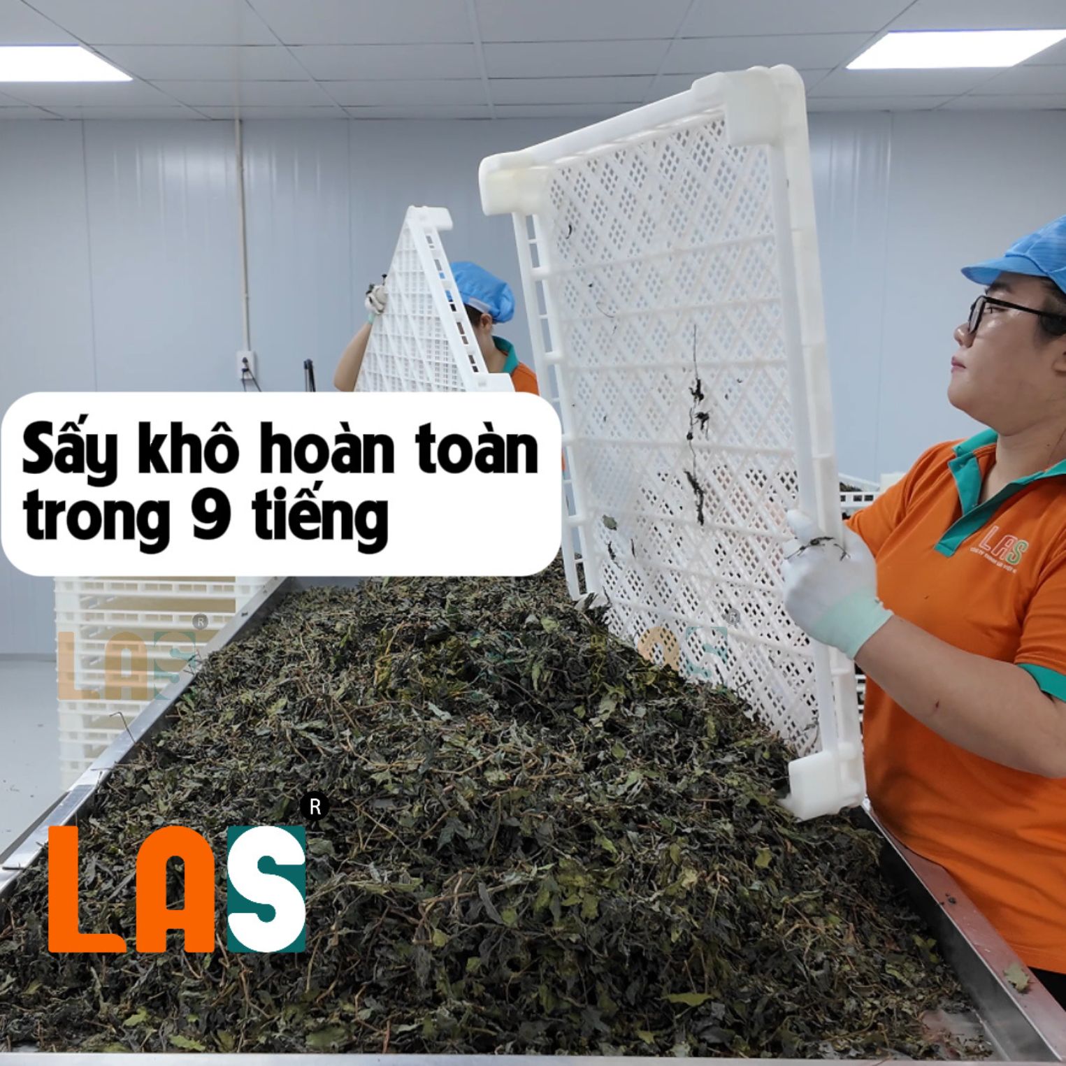 Cây dòi thân tím sau khi được sấy khô 9 tiếng