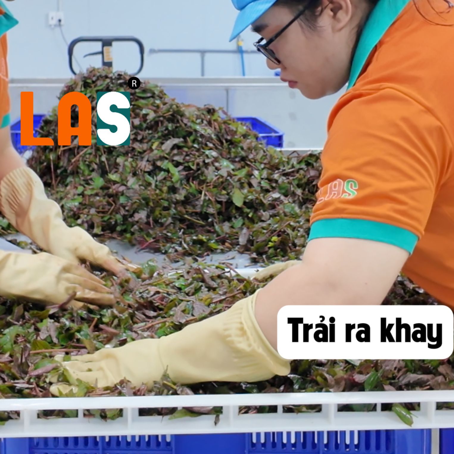 Trải đều ra các khay để rút ngắn quá trình sấy